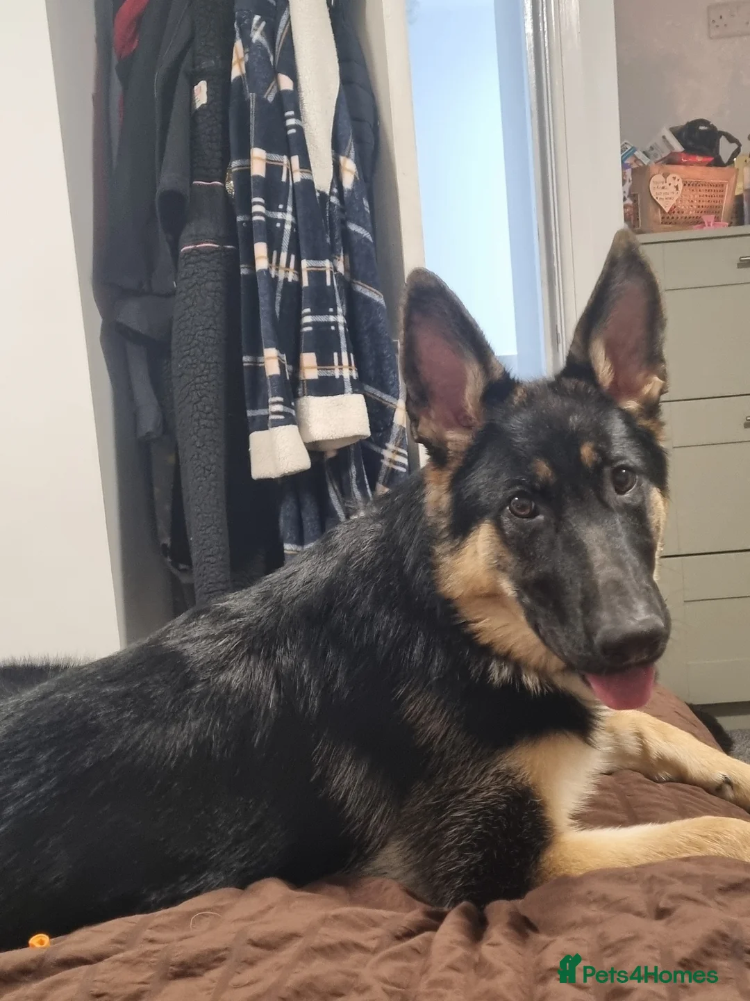 German Shepherd dogs for sale: Female German shepherd  in Stockport - Advert 1
