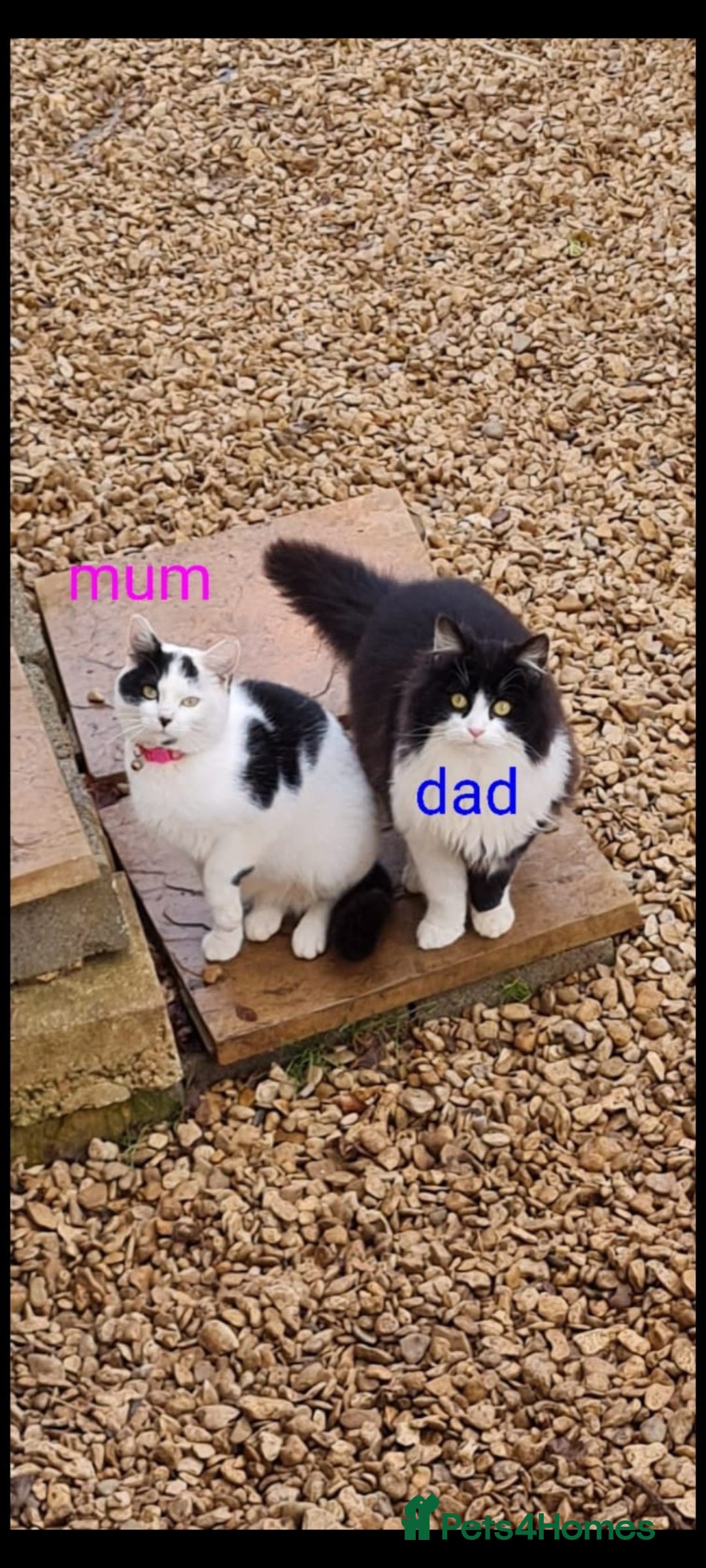 Maine Coon cats for sale: Beautiful Maine Coon X kittens  - Image 8