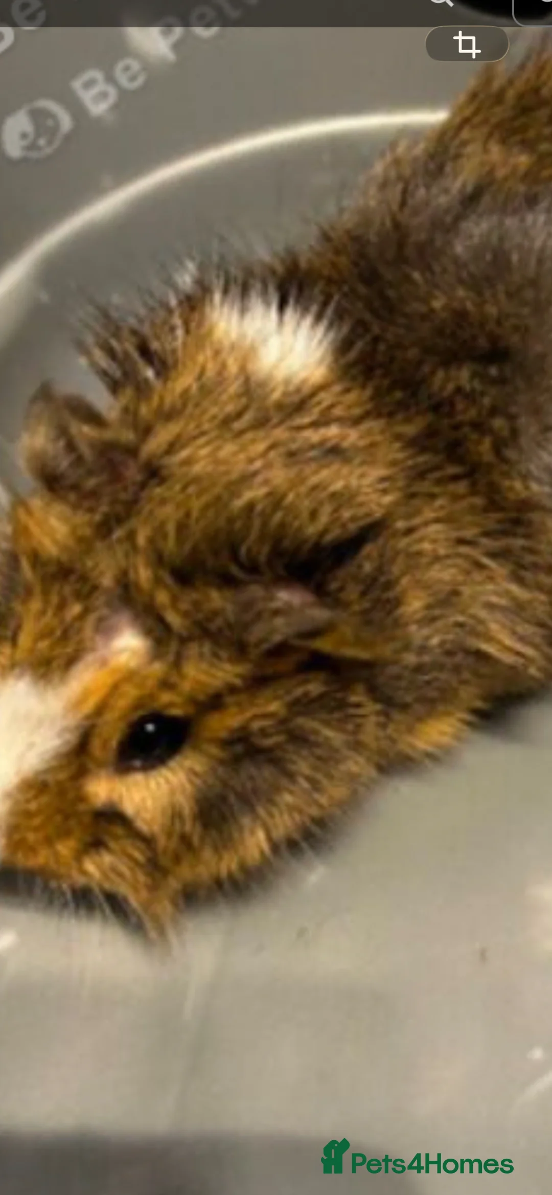 Guinea Pig rodents for sale: Baby Piggys  - Advert 3