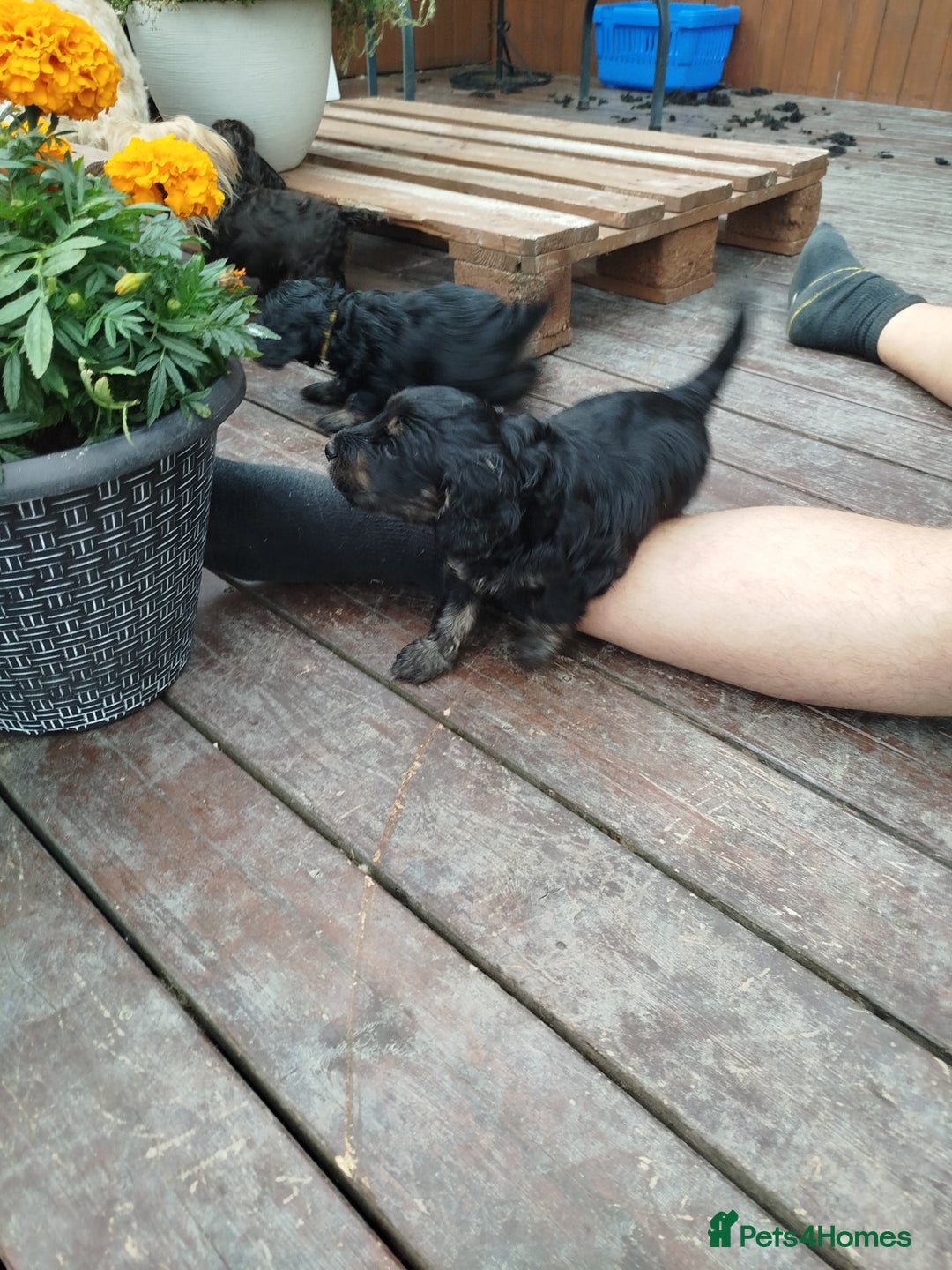 Cockapoo dogs for sale: Stunning cockapoo puppies  - Image 27