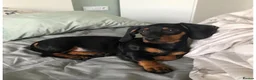 Miniature Dachshund dogs for sale: Miniature dachshund in Bangor - Advert 6