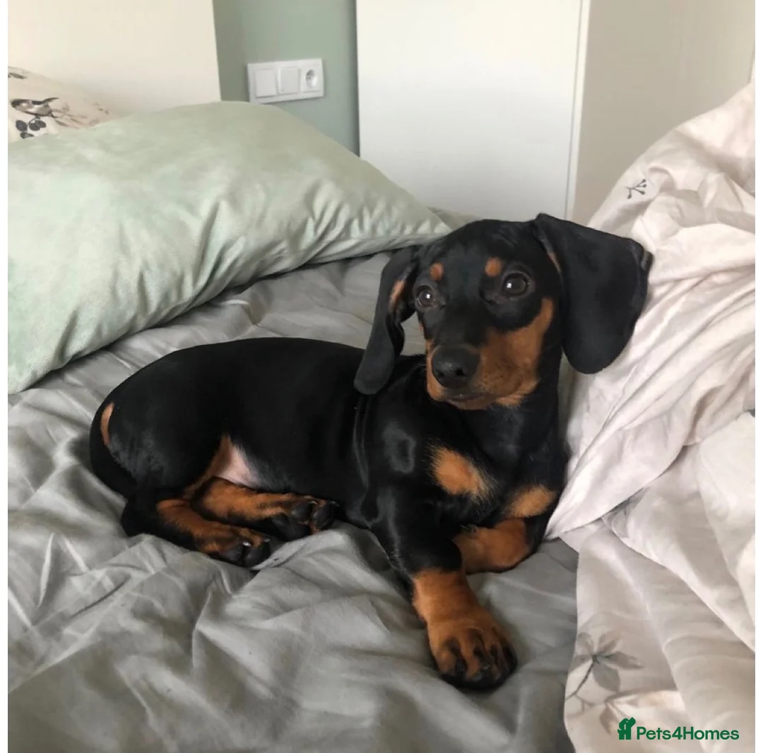 Miniature Dachshund dogs for sale: Miniature dachshund in Bangor - Advert 6