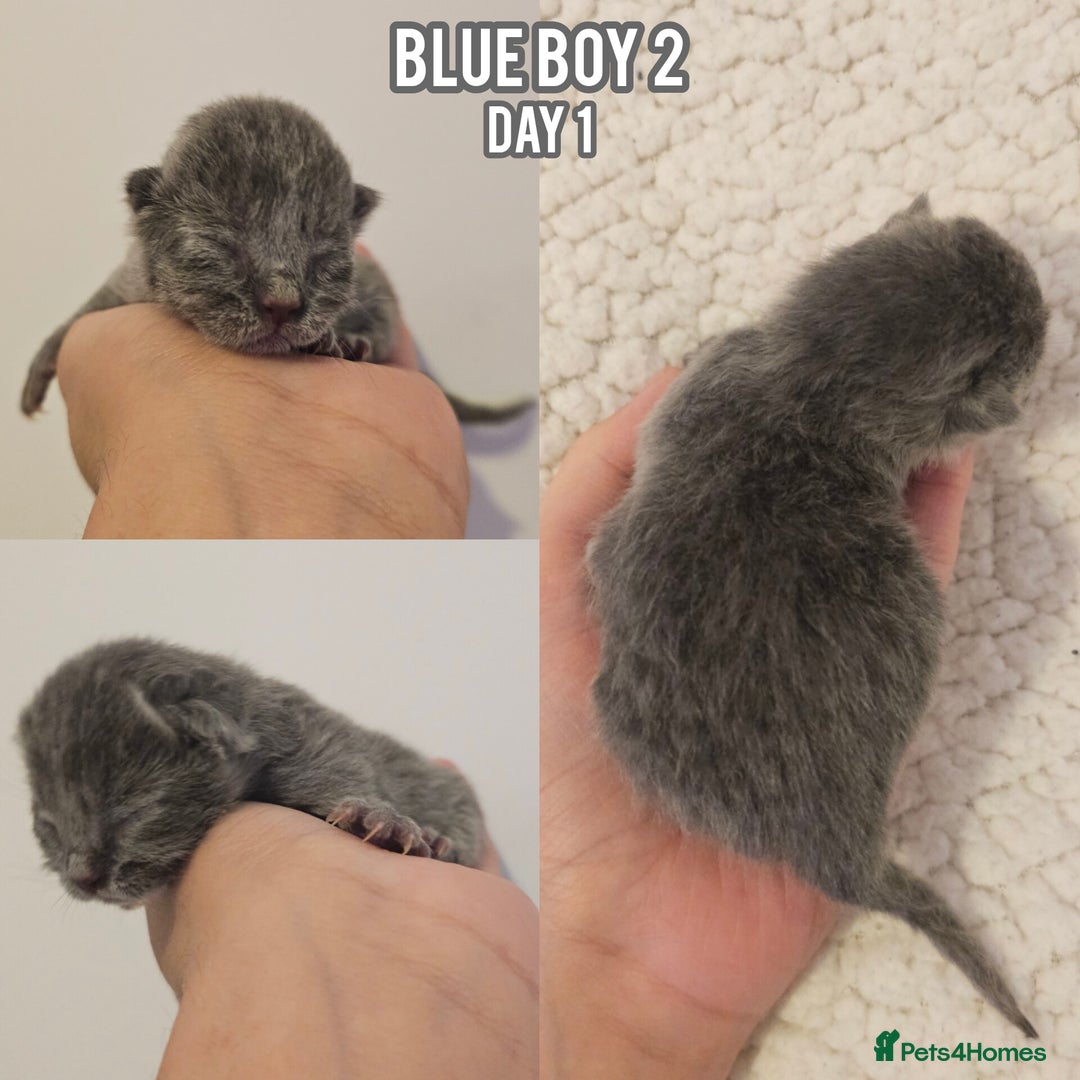 British Shorthair cats for sale: Blue British Shorthairs to reserve - Image 4