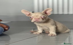 French Bulldog dogs for sale: French bulldog puppies  - Image 19