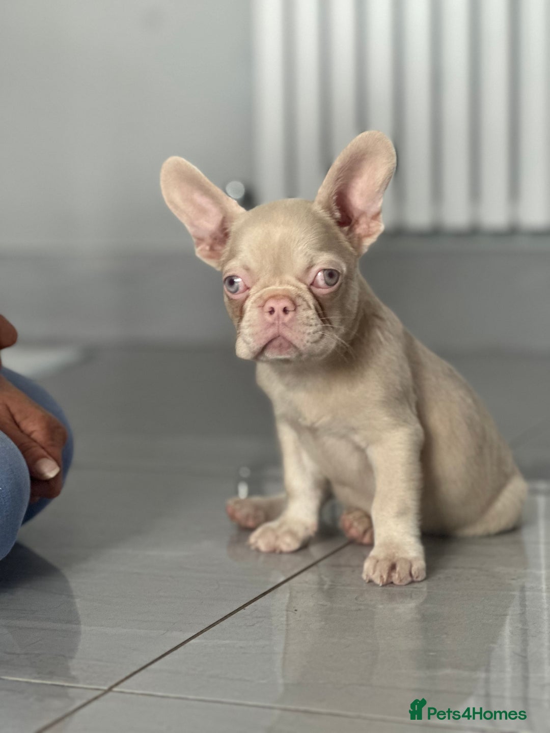 French Bulldog dogs for sale: French bulldog puppies  - Image 19