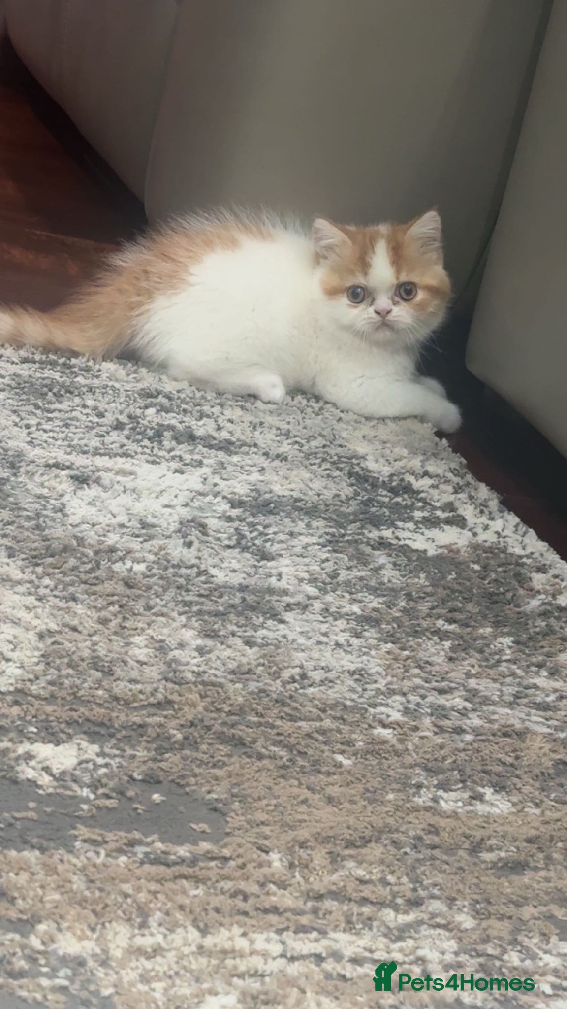 Exotic cats for sale: Male exotic shorthair kitten - Advert 6