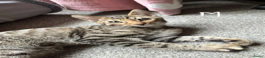 Domestic Shorthair Kitten 1