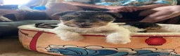 Fox Terrier dogs for sale: 4 stunning fox terrier puppies for sale  - Advert 8