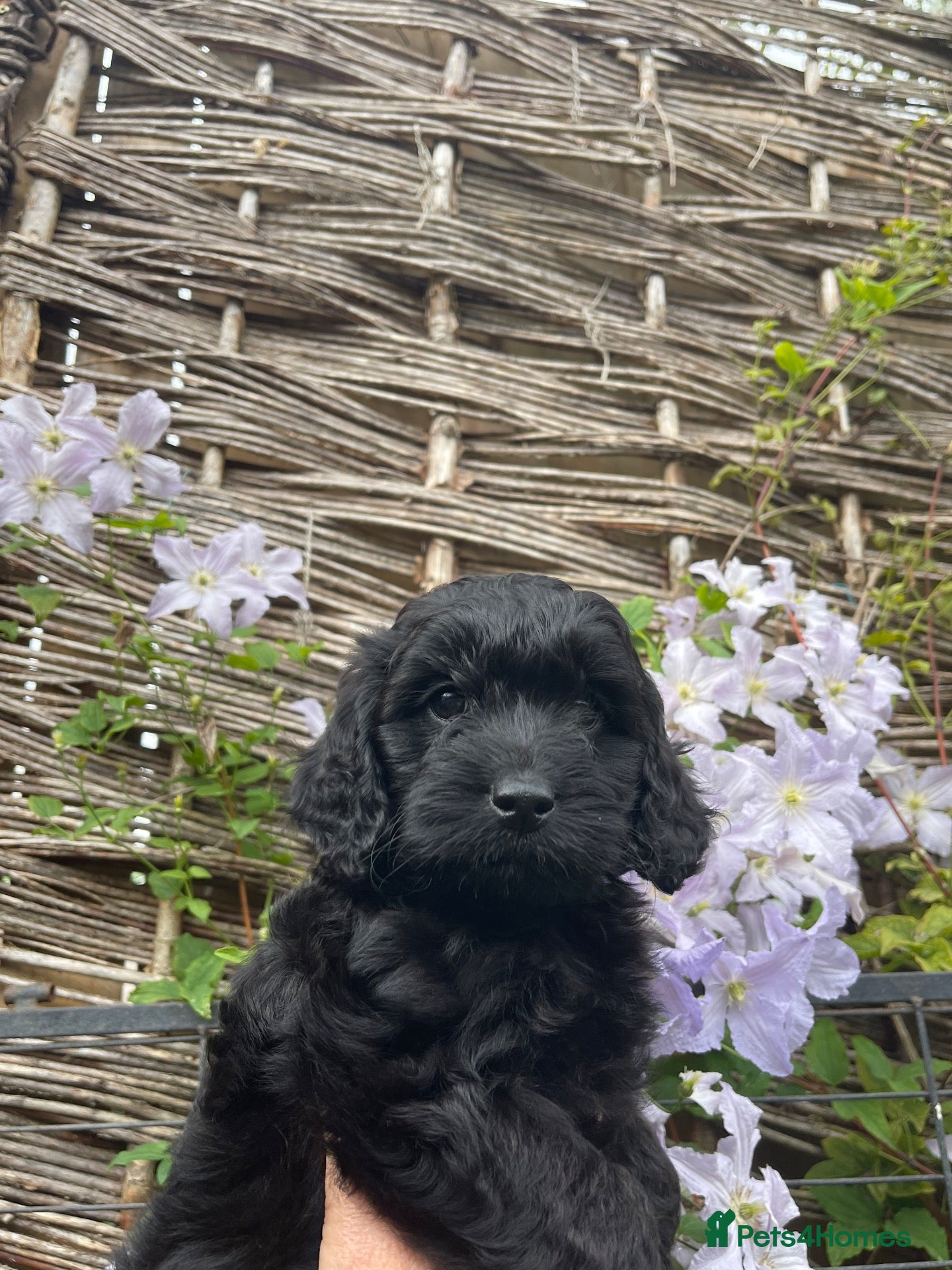 Cockapoo dogs F1 cockapoo curly black boy - Advert 13