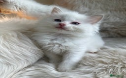 Ragdoll cats for sale: GCCF & TBRCC registered lilac Ragdoll kittens - Image 2