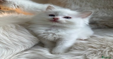Ragdoll cats - Advert 3