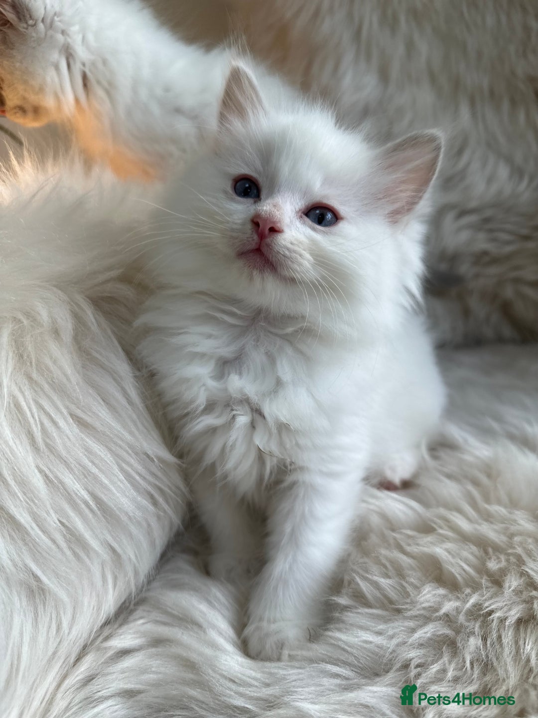 Ragdoll cats for sale: GCCF & TBRCC registered lilac Ragdoll kittens - Image 2