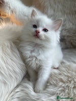 Ragdoll cats - Advert 4
