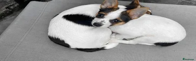 Mixed Breed girl-2 — Boston