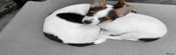 Mixed Breed dogs for sale: 3 Small Mixed breed puppies  in Manchester - Advert 21
