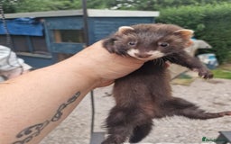 Ferret rodents for sale: Kits for sale - Image 1
