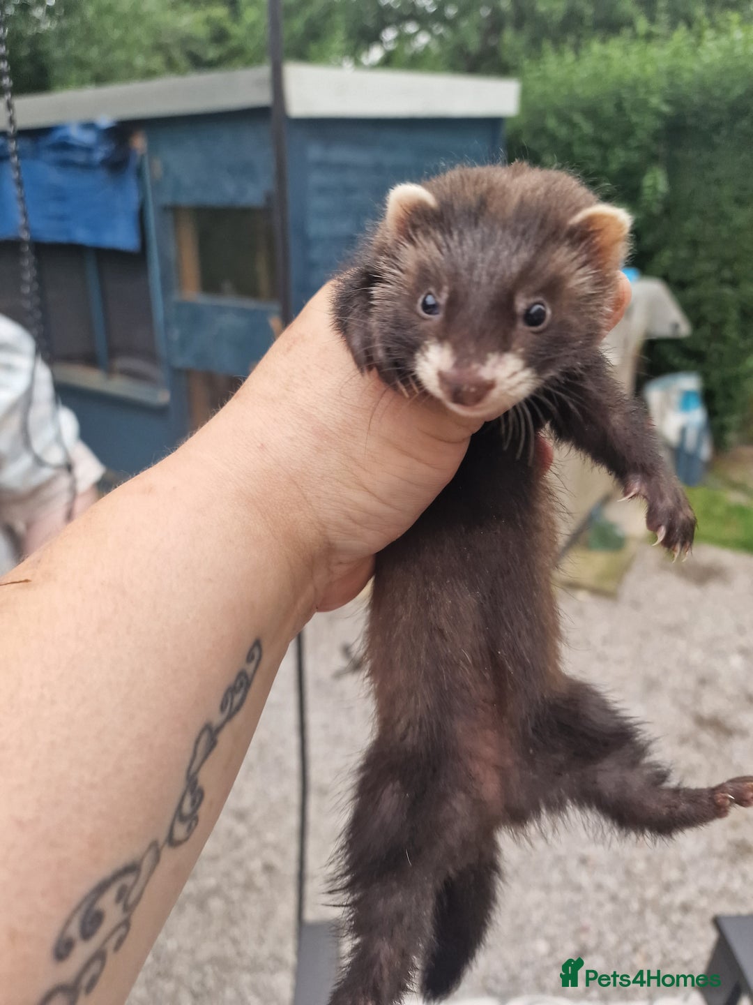 Ferret rodents for sale: Kits for sale - Image 1