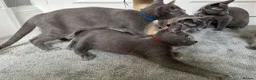 Russian Blue cats for sale: Russian Blue Kittens  - Advert 8