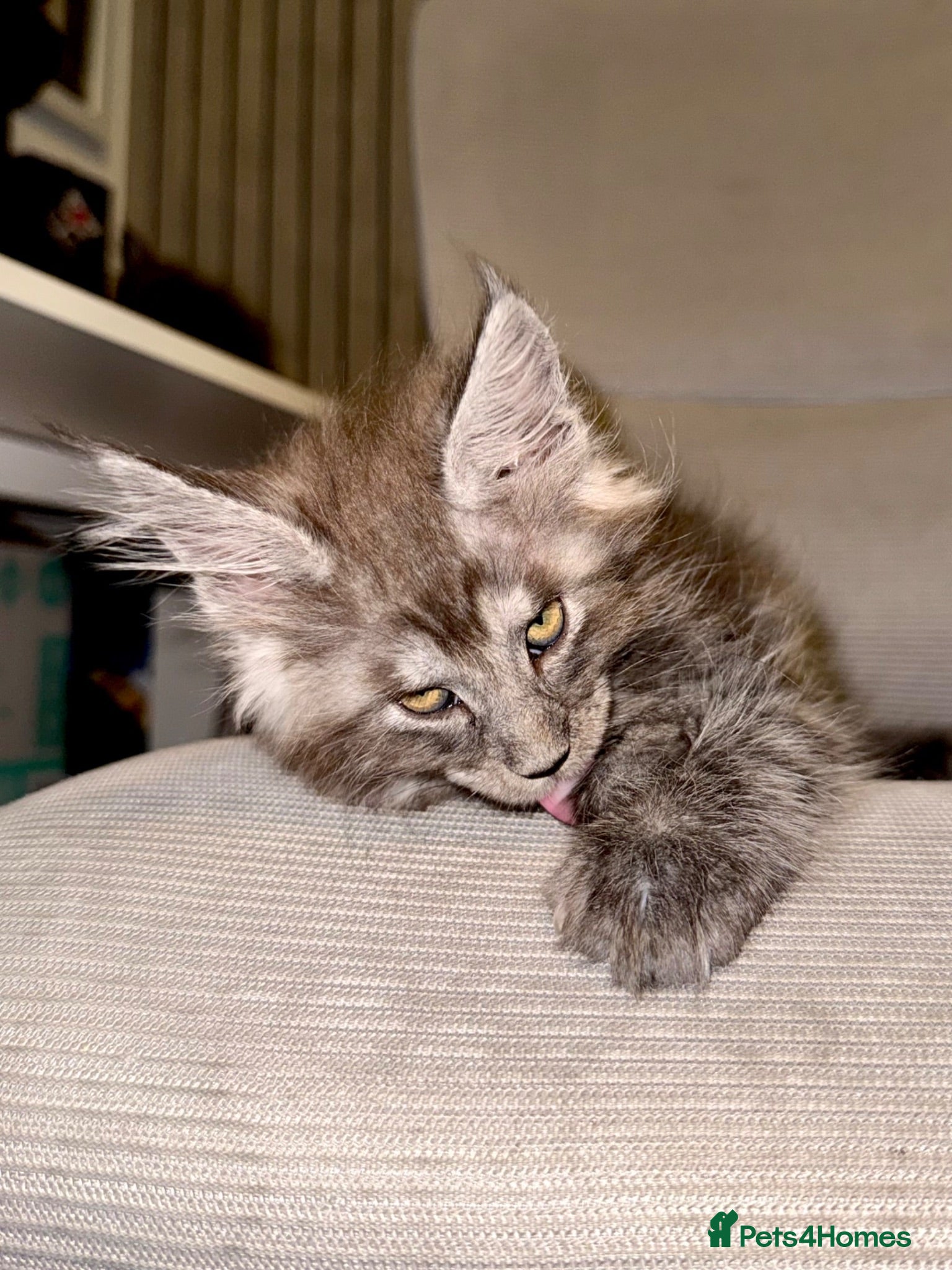 Maine Coon cats Stunning Maine Coon Kittens TICA Registered - Advert 2