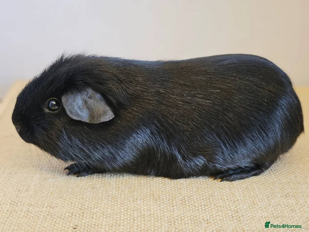 Guinea Pig rodents for sale: Single 6-8 wk baby boys for bonding with solo boy - Advert 3