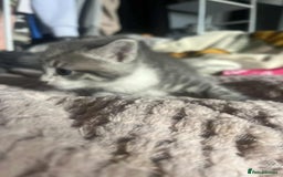 Mixed Breed cats for sale: Beautiful grey kittens - Image 23