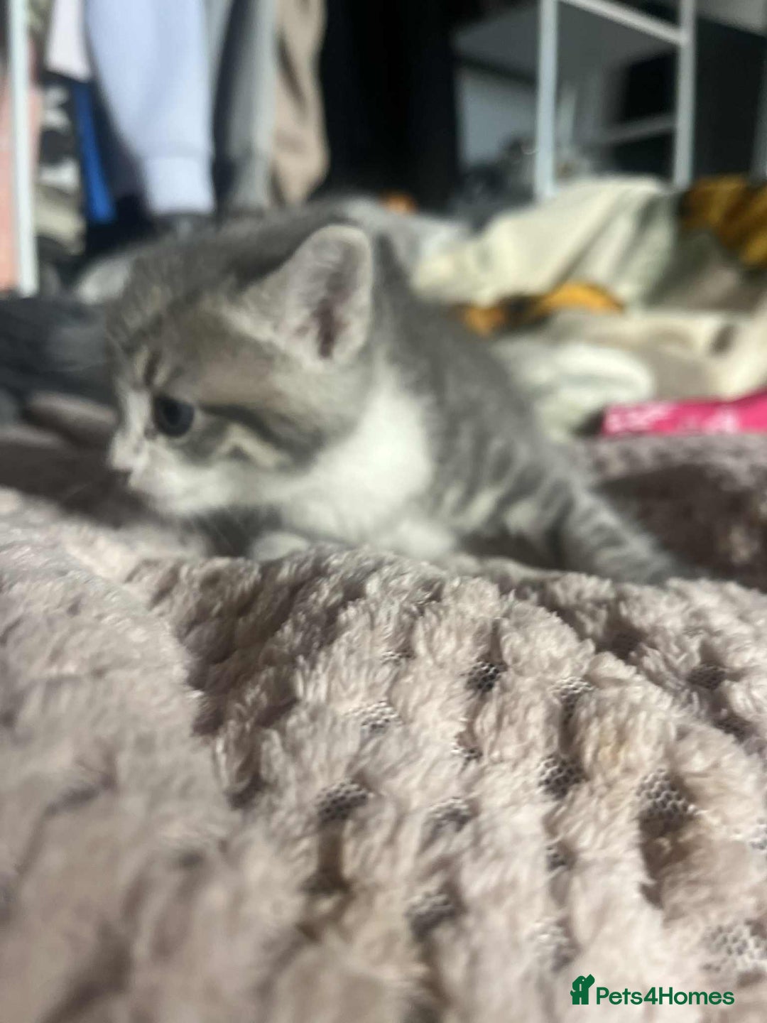 Mixed Breed cats for sale: Beautiful grey kittens - Image 23