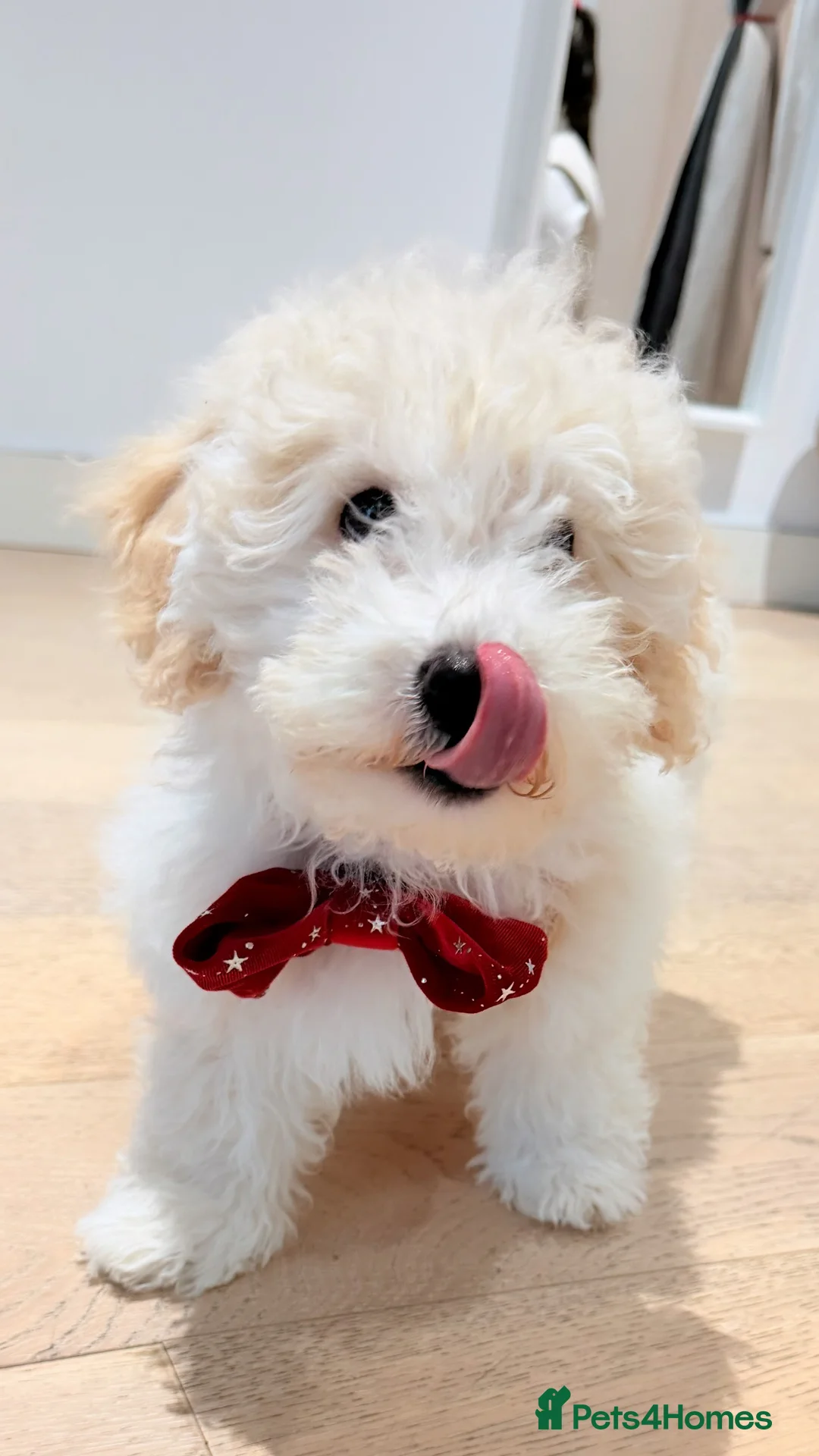 Maltipoo dogs for sale: 5‑Month‑Old Maltipooo Looking for a Loving Home - Advert 8