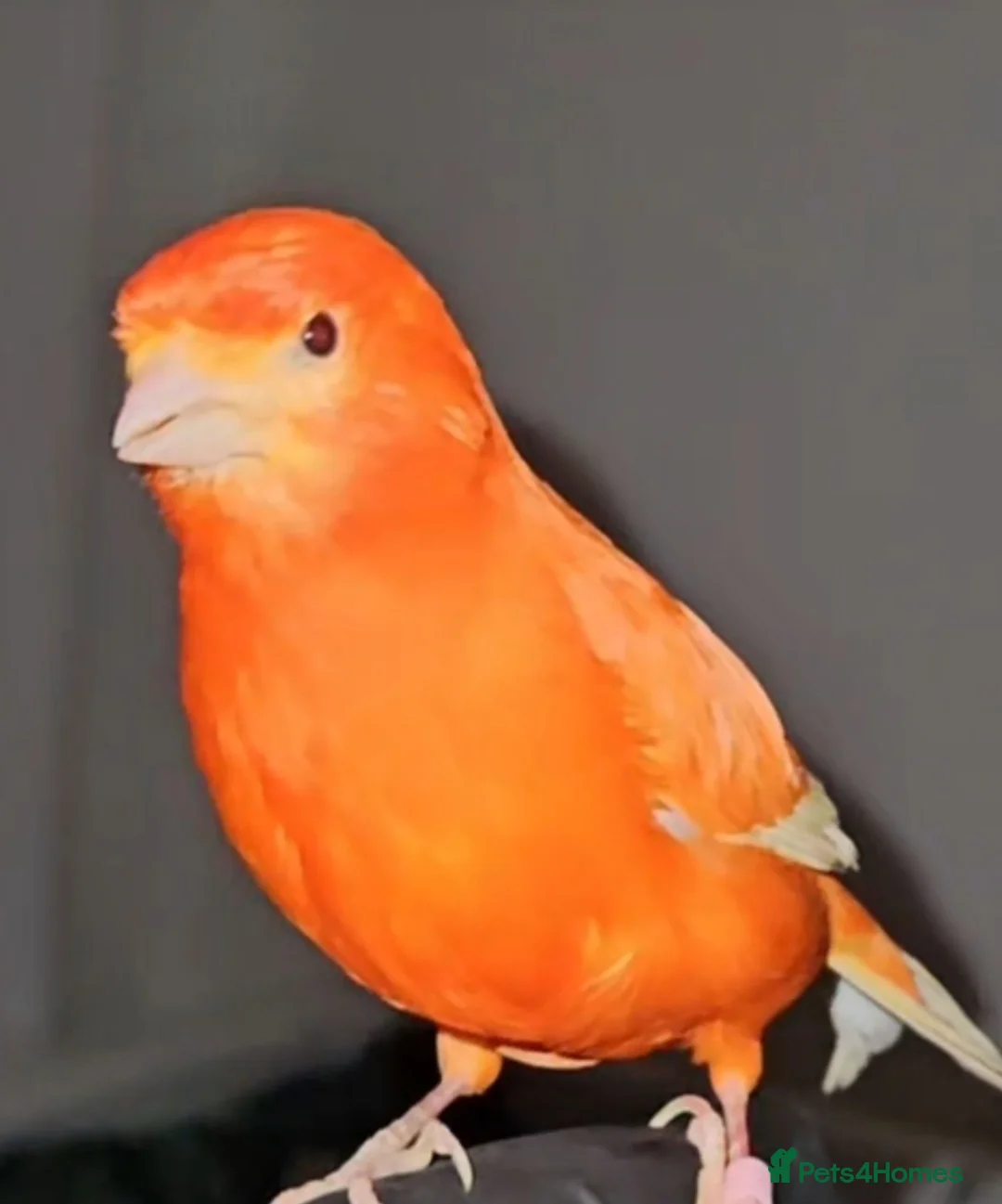 Finches birds for sale: Colourful mix of finches and canaries - Advert 2