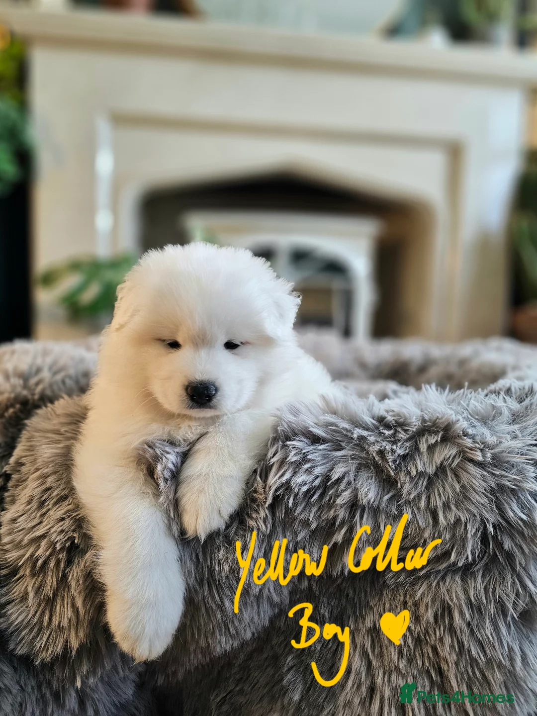 Samoyed dogs for sale: ⭐ EXCEPTIONAL BEAR-HEAD PUPPIES ⭐Champion Heritage - Advert 22