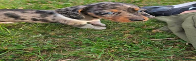 Miniature Dachshund 1