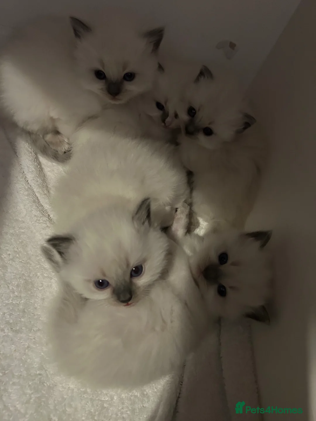 Ragdoll cats for sale: Pure Ragdoll kittens in Kendal - Advert 12