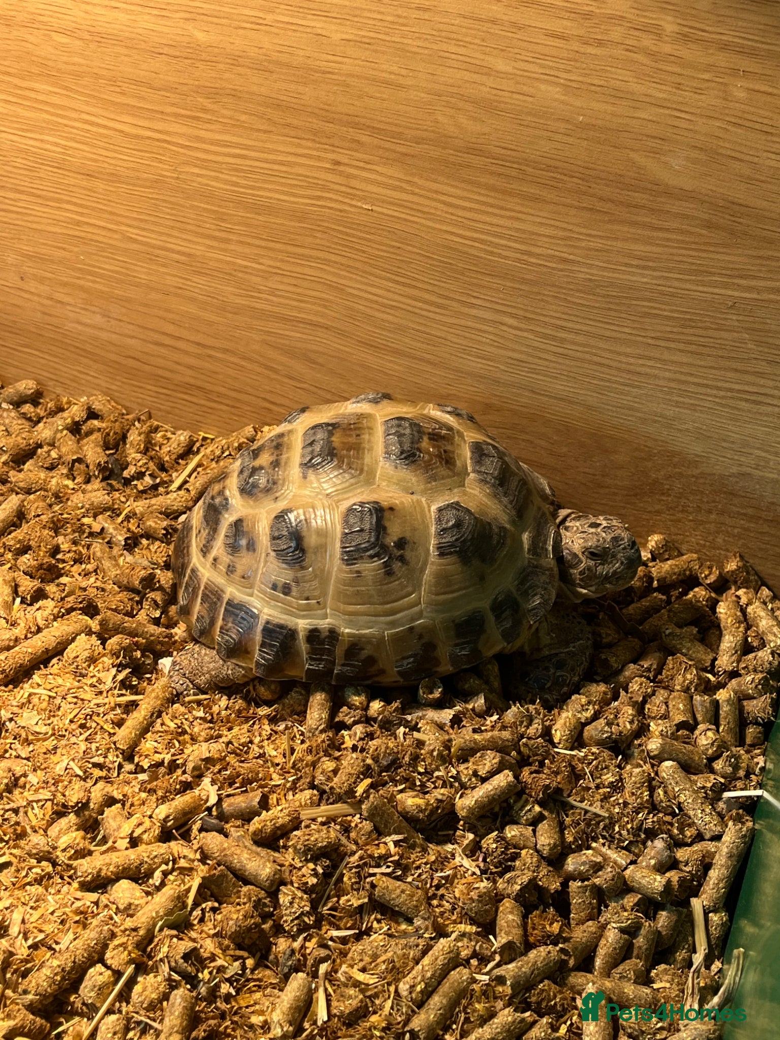 Hermann Tortoise reptiles Pair of female Horsefield (Russian)And cage  - Advert 2