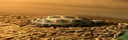 Hermann Tortoise reptiles for sale: Pair of female Horsefield (Russian)And cage  - Advert 1