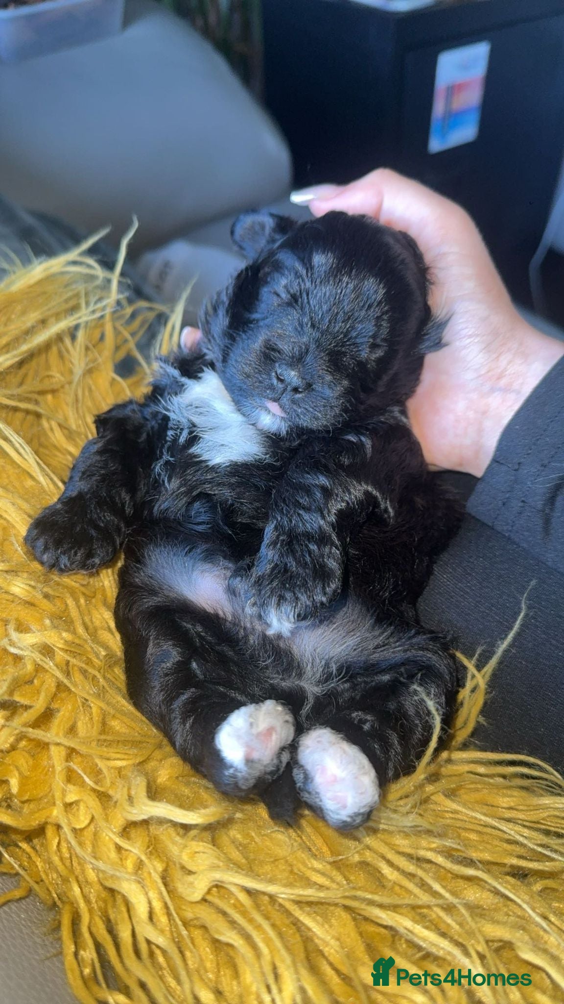 Lhasapoo dogs Stunning Lhasapoo Puppies Available.  - Advert 2