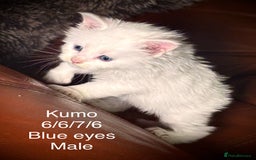 Maine Coon cats for sale: Rare 7-toed, Champion, Russian Maine coon kittens - Image 8