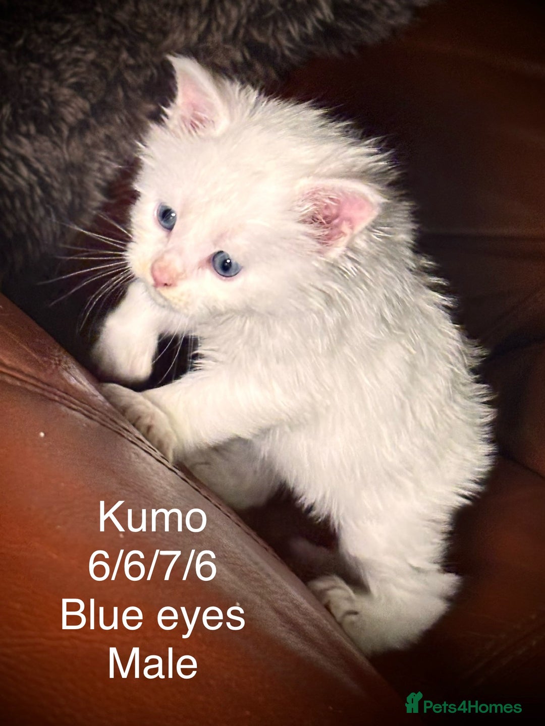 Maine Coon cats for sale: Rare 7-toed, Champion, Russian Maine coon kittens - Image 8