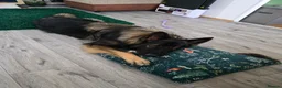 German Shepherd dogs for stud: 2year old Male for stud  - Advert 19