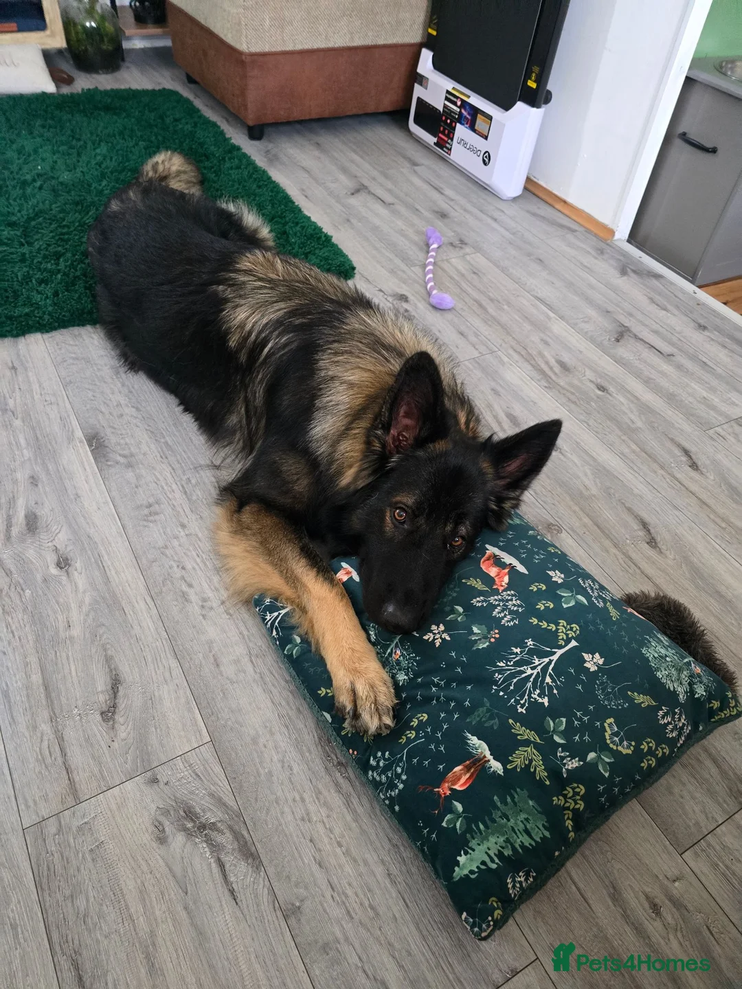 German Shepherd dogs for stud: 2year old Male for stud  - Advert 19