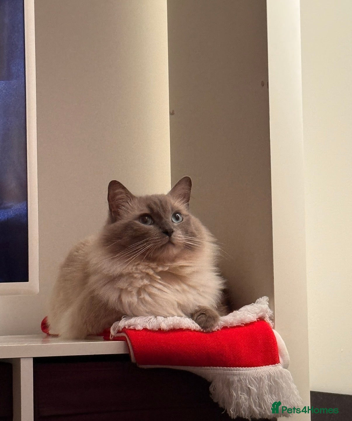 Ragdoll cats Blue Point Ragdoll Stud Colchester in Colchester - Advert 16