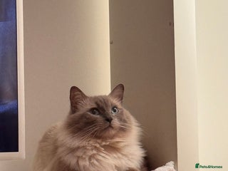 Ragdoll cats for stud in Colchester - Advert 1