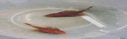 Other/Mixed Breed fish for sale: Plec’s, Angel Fish and Shrimp for sale  - Advert 2