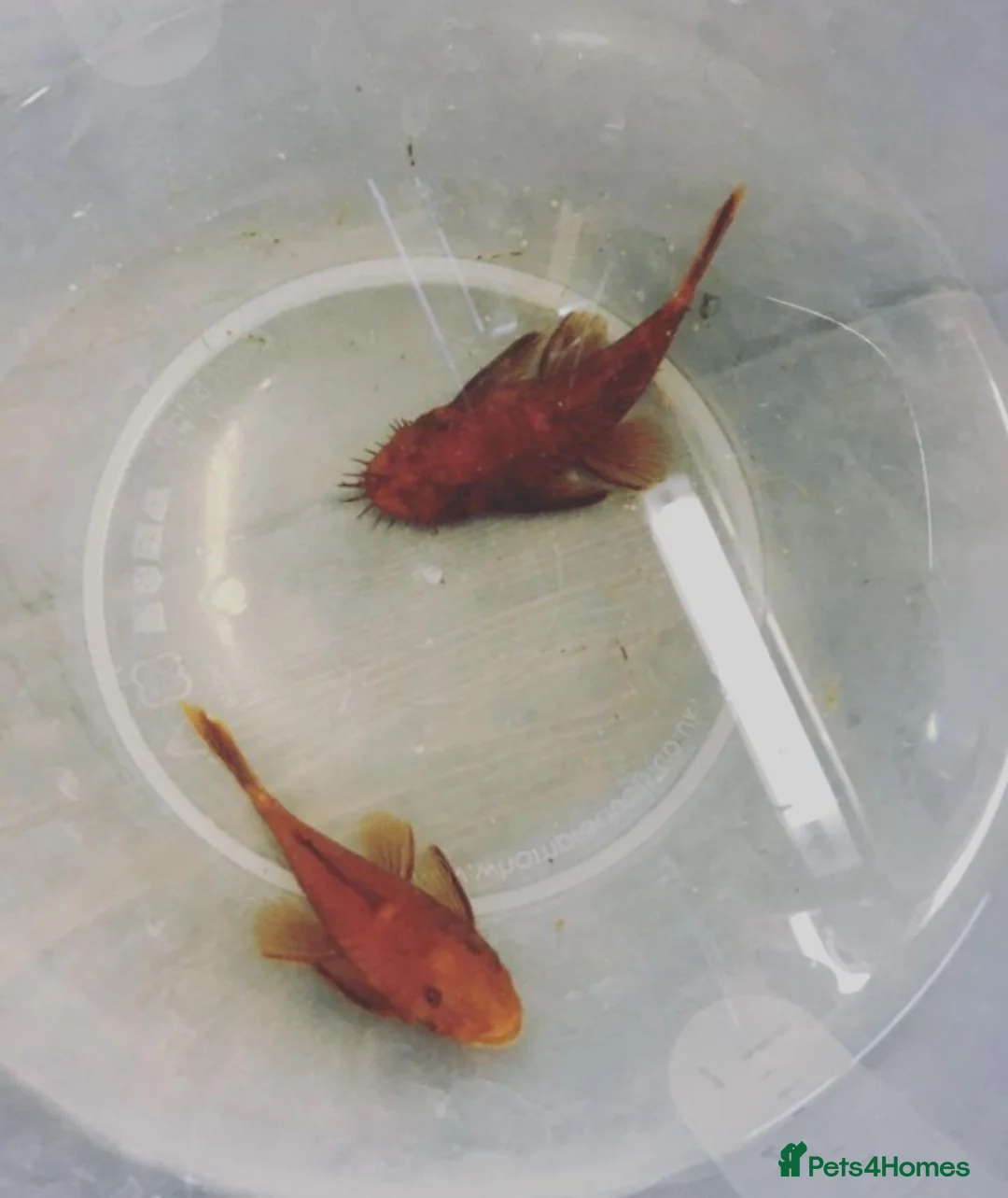 Other/Mixed Breed fish for sale: Plec’s, Angel Fish and Shrimp for sale  - Advert 2