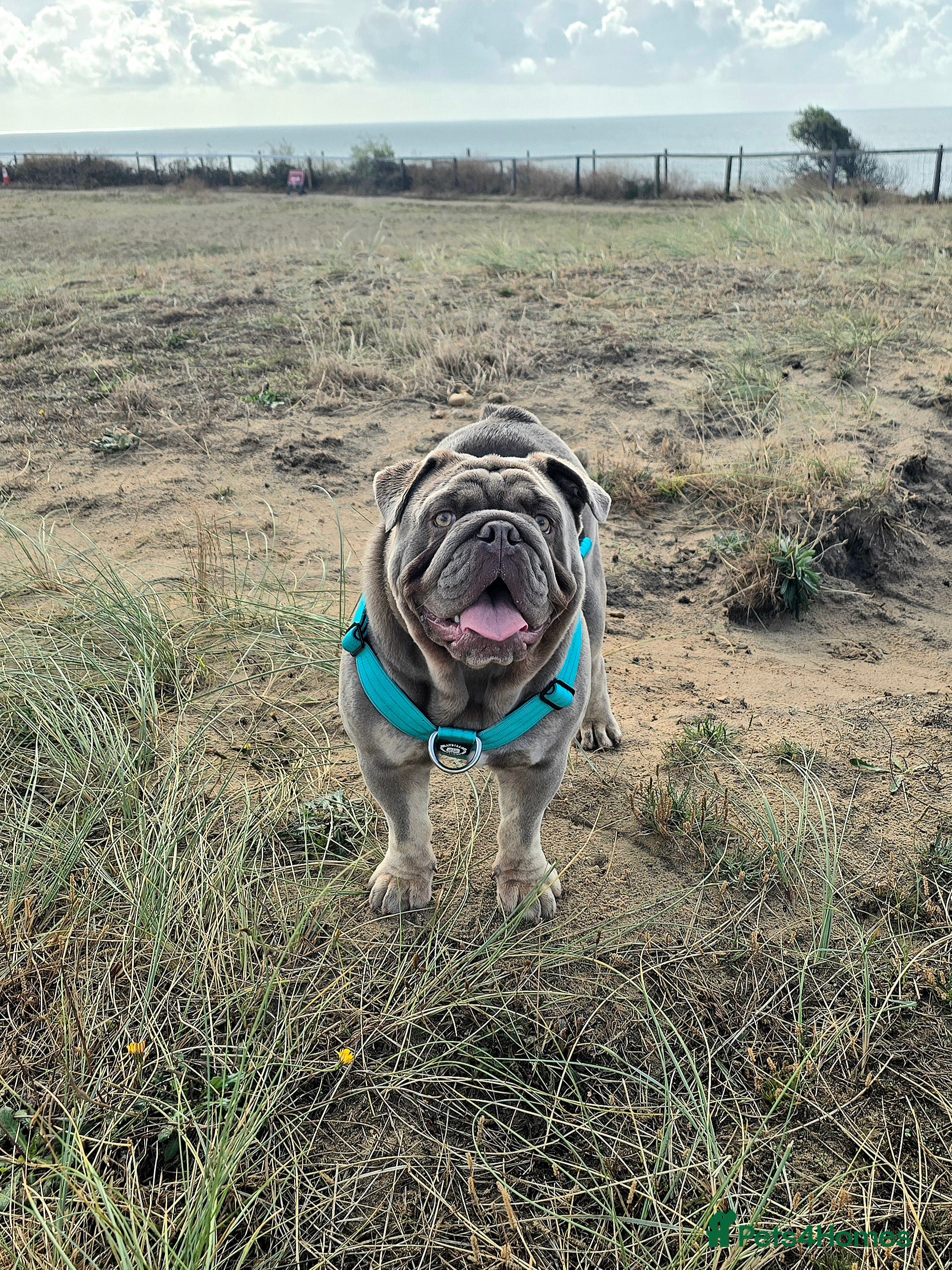 English Bulldog dogs Lowkey, Pink & Fluffy carrier Proven Stud!  - Advert 4