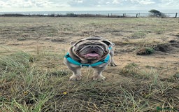 English Bulldog dogs for stud: Lowkey, Pink & Fluffy carrier Proven Stud!  - Image 1