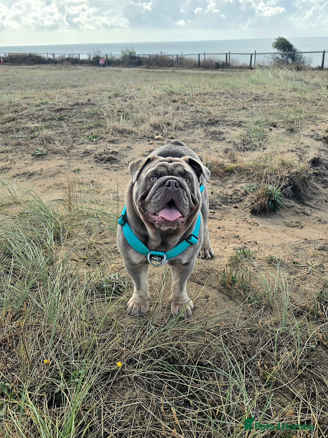 English Bulldog dogs for stud: Lowkey, Pink & Fluffy carrier Proven Stud!  - Image 1