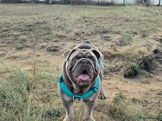 English Bulldog dogs - Advert 2