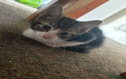 Domestic Shorthair cats for sale: 10 week old kittens - Image 7