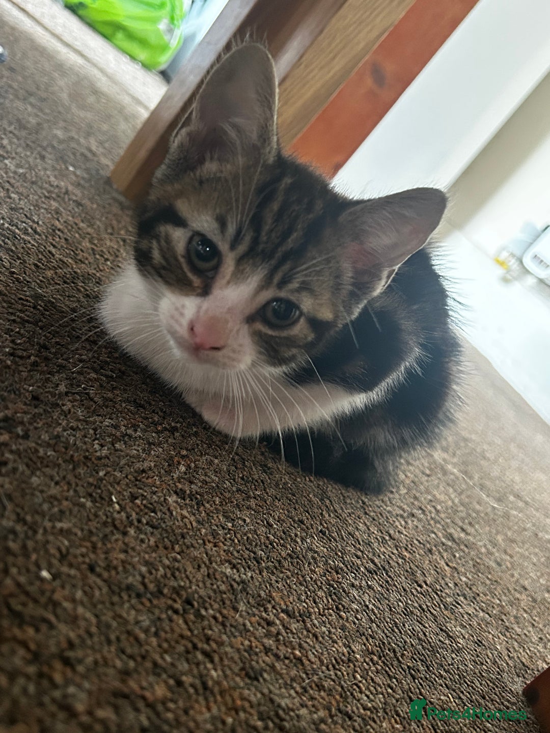Domestic Shorthair cats for sale: 10 week old kittens - Image 7