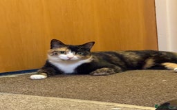 Domestic Shorthair cats for sale: 2 year old spayed female cat + accessories - Image 9