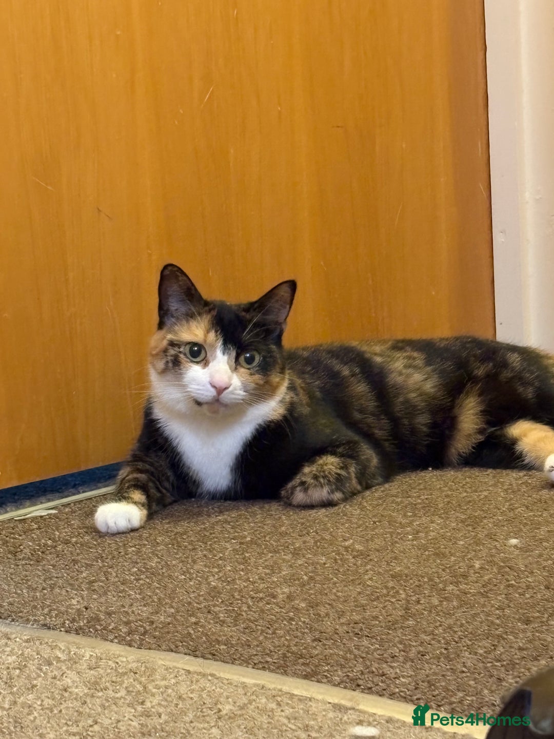 Domestic Shorthair cats for sale: 2 year old spayed female cat + accessories - Image 9